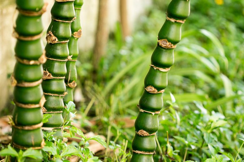 Bambusa ventricosa, Buddha Belly Bamboo, Buddha Bamboo, Clump-Forming Bamboo, Evergreen Bamboo, Shade plants, shade perennial, plants for shade, plants for wet soil