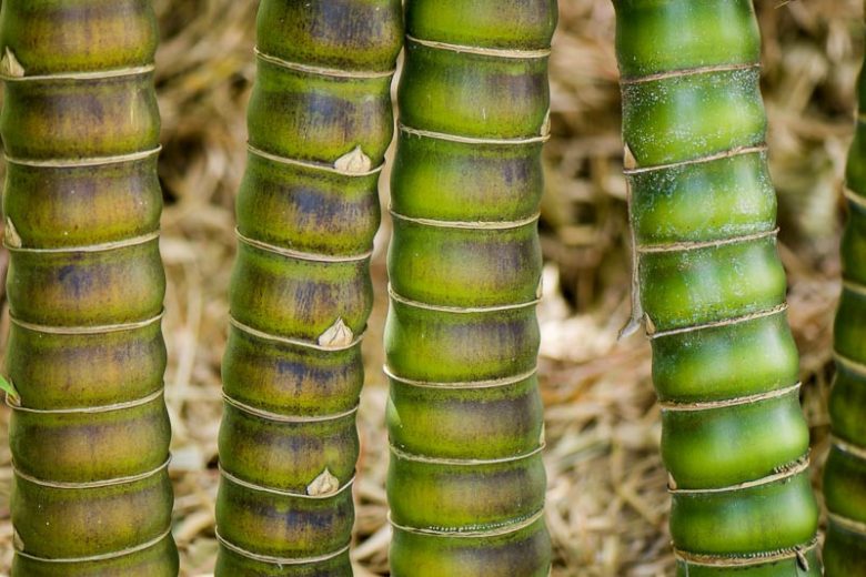 Bambusa vulgaris 'Wamin', Dwarf Buddha Belly Bamboo, Clump-Forming Bamboo, Evergreen Bamboo, Shade plants, shade perennial, plants for shade, plants for wet soil
