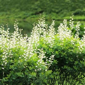 Baptisia alba, White Wild Indigo, White Baptisia, White flowers, White perennials