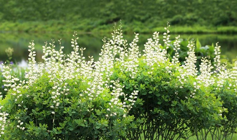 Baptisia alba, White Wild Indigo, White Baptisia, White flowers, White perennials