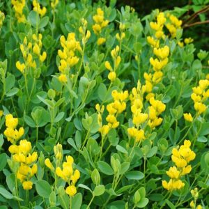 Baptisia sphaerocarpa, Bush Pea, Green Wild Indigo, Yellow Wild Indigo, Yellow Wisteria, Baptisia viridis, Yellow flowers, Yellow perennials