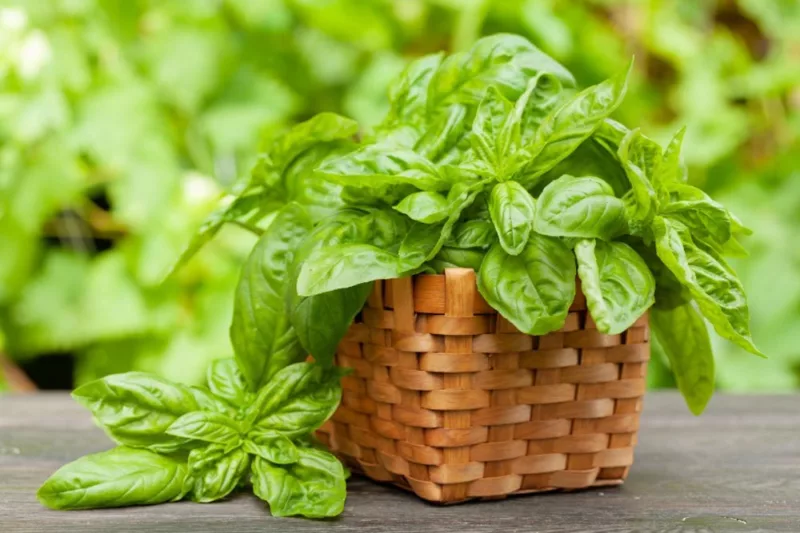 Learn how to plant, grow and harvest basil and add flavor to your favorite recipes