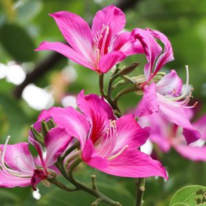 Bauhinia x blakeana, Hong Kong Orchid Tree, Blake's Bauhinia, Pink Flowers, Evergreen Tree