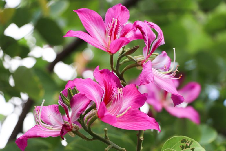 Bauhinia x blakeana, Hong Kong Orchid Tree, Blake's Bauhinia, Pink Flowers, Evergreen Tree