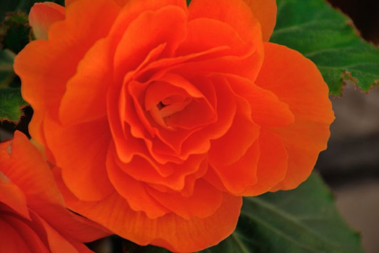 Begonia 'Roseform Orange', Tuberhybrida Begonia 'Roseform Orange', Double Begonias, Tuberous Begonias, Peach Begonias, Orange Begonias, shade loving plants, summer flower bulbs, shade plants, Shade flowers