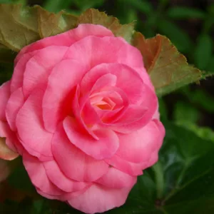 Begonia 'Roseform Rose', Tuberhybrida Begonia 'Roseform Rose', Double Begonias, Tuberous Begonias, Pink Begonias, shade loving plants, summer flower bulbs, shade plants, Shade flowers