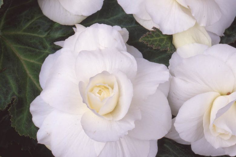 Begonia 'Roseform White', Tuberhybrida Begonia 'Roseform White', Double Begonias, Tuberous Begonias, White Begonias, shade loving plants, summer flower bulbs, shade plants, Shade flowers