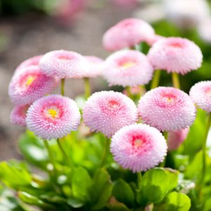 Bellis perennis 'Pomponette', English Daisy 'Pomponette', Pomponette Series, Shade plants, shade perennial, Pink flowers