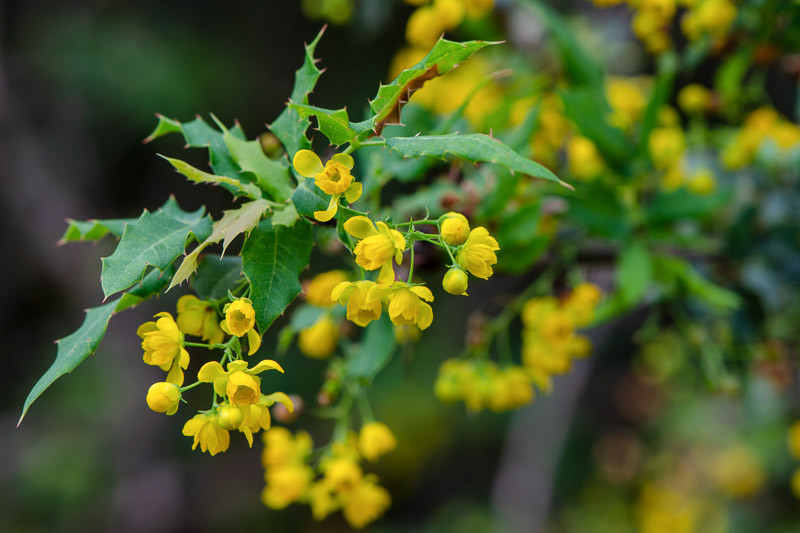 Berberis Koreana, Nevin's Barberry, Mahonia nevinii, Odostemon nevinii, Berries, Shrub with Berries, Evergreen Shrub, Red Berries, Flowering Shrub