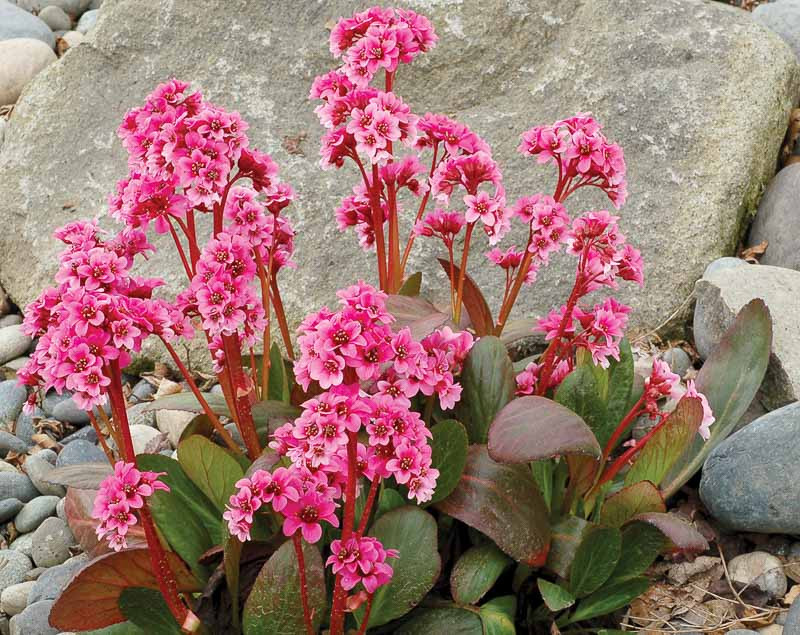 Bergenia 'Pink Dragonfly' (Elephant's Ears)
