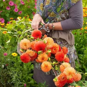 Best dahlias for cutting, cutting garden ideas, Dahlias Karma, Karma Dahlias, Best cut flowers,