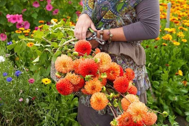 Best dahlias for cutting, cutting garden ideas, Dahlias Karma, Karma Dahlias, Best cut flowers,