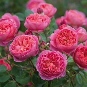 Midwest, Midwest garden, Best David Austin Roses, David Austin Roses for Midwest, Great Roses, Top Roses, Midwest region, Midwest garden