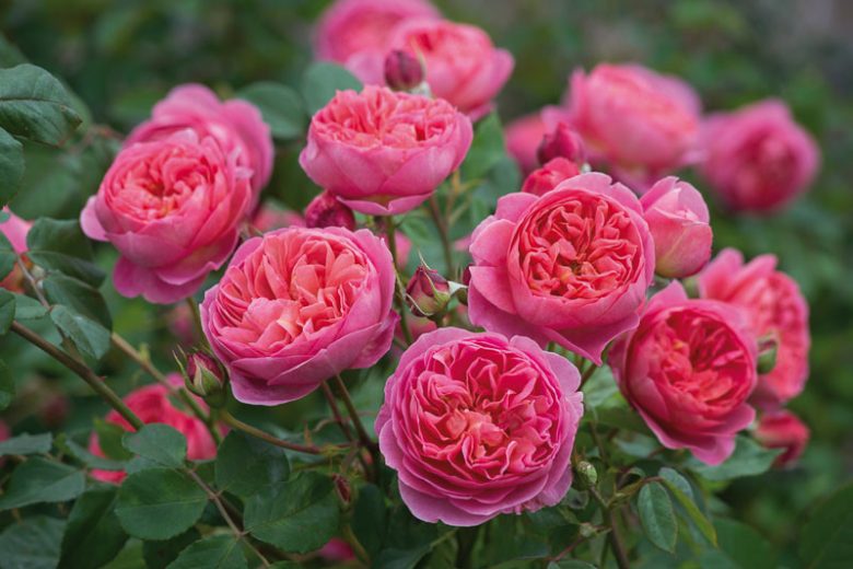 Midwest, Midwest garden, Best David Austin Roses, David Austin Roses for Midwest, Great Roses, Top Roses, Midwest region, Midwest garden