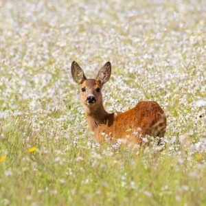 Deer, Deer-proof plants, Deer-Resistant Flowers, Deer Resistant Flowers, Deer-Resistant Annuals, Deer-Resistant Annual Flowers