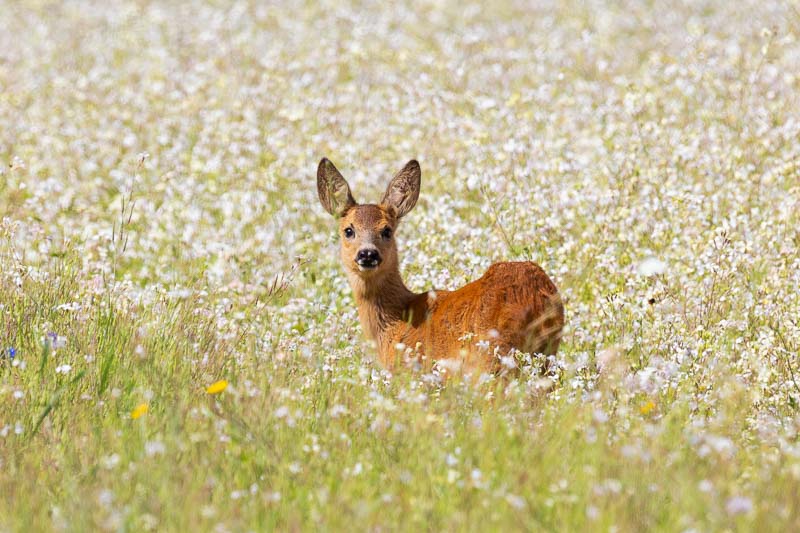 30 Best DeerResistant Flowers and Plants for Your Garden