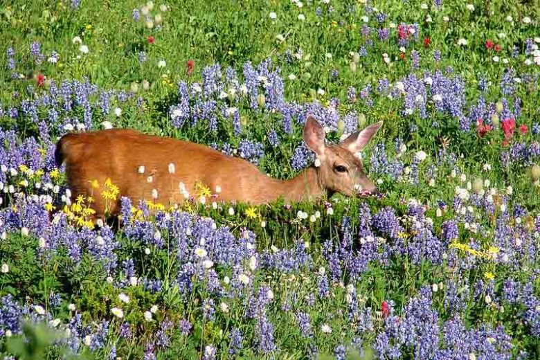 Deer-resistant plants, Deer-proof Plants, Bleeding Heart, Catnip, Foxglove, Sage, Iris, Lavender