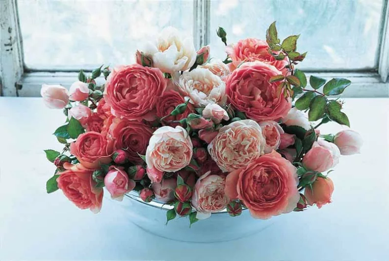 Best David Austin Roses, David Austin Roses for Cutting, Great Roses, Top Roses, Best roses for Cutting, Best English Roses for Bouquets, Fragrant Roses for Cutting, Fragrant Roses for Bouquets