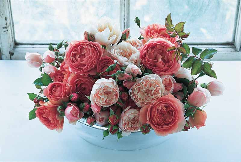Best English Roses for Cutting from the Garden