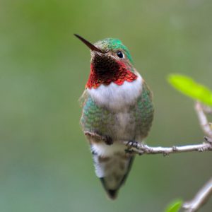 Ruby-throated Hummingbird, Anna's Hummingbird, Black-chinned Hummingbird, Rufous-tailed Hummingbird, Violet-crowned Hummingbird, Long-tailed Sylph, Sword-billed Hummingbird, Bee Hummingbird, Giant Hummingbird