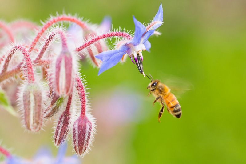Attract Bees, Flowers for Bees, Annual Flowers, Perennial Flowers