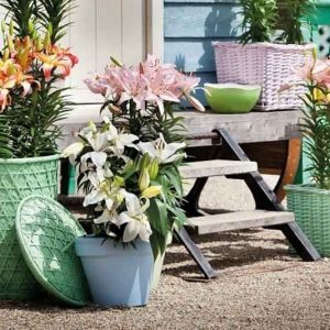 Lilies for containers, Lilies for pots, How to grow lilies in containers, How to grow lilies in pots, Asiatic Lilies, Oriental Lilies, dwarf lilies
