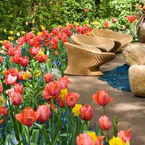 South Coastal Atlantic Region, Spring Bulbs for South Coastal Atlantic Region, Spring Flowers for South Coastal Atlantic Region, US Region Map, US Planting Map