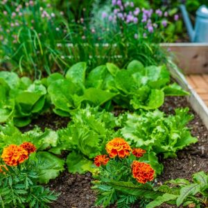 Lettuce,  Lettuces, Companion Plants for  Lettuce, Companion Planting