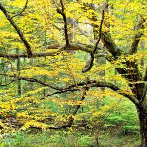 Betula alleghaniensis, Yellow Birch, Gray Birch, Swamp Birch, Silver Birch,, Betula lutea, Tree with fall color, Fall color, Attractive bark Tree