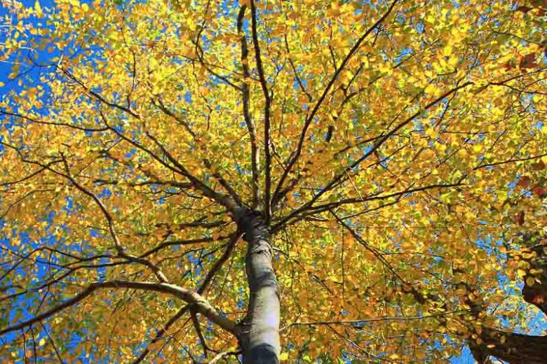 Betula lenta, Sweet Birch, Cherry Birch, Black Birch, Mahogany Birch, Tree with fall color, Fall color, Attractive bark Tree