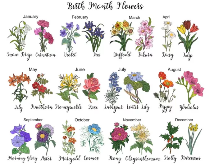 Birth Month Flowers What Is My