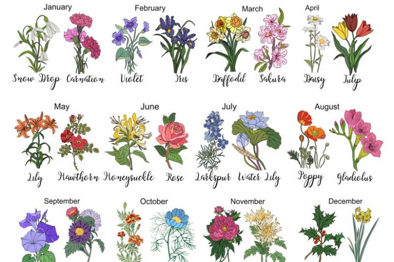 Birth Flowers, Birth Month Flowers, Birth Flower, Month Birth Flower, May Birth Flower, June Birth Flower, July Birth Flower