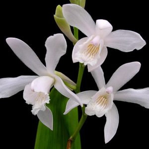Bletilla striata Alba,Hardy Orchid Alba, Chinese Ground Orchid Alba, Hyacinth Orchid Alba, White flowers, perennials for shade, Bletilla hyacinthina Alba