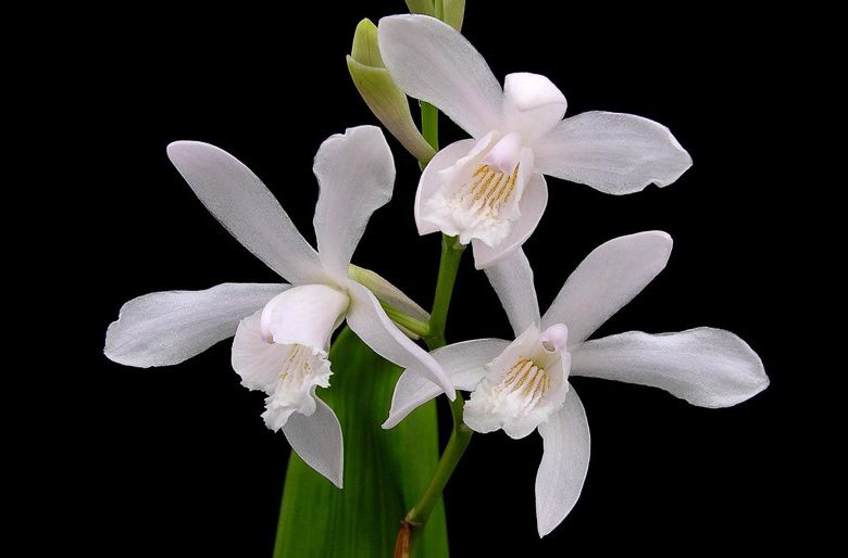Bletilla striata Alba,Hardy Orchid Alba, Chinese Ground Orchid Alba, Hyacinth Orchid Alba, White flowers, perennials for shade, Bletilla hyacinthina Alba
