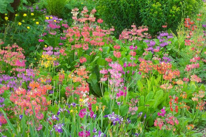 Bog Garden Plants, Bog Plants, Bog Perennials, Japanese Irises, Siberian Irises, Water Irises, Primroses, Astilbes, Leopard Plants, Monkey Flowers