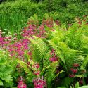 Bog Garden Plants, Bog Plants, Bog Ferns, Chain Fern, Cinnamon Fern, Eastern Marsh Fern, Interrupted Fern, Lady Fern, Ostrich Fern,  Royal Fern, Sensitive Fern, Southern Wood Fern
