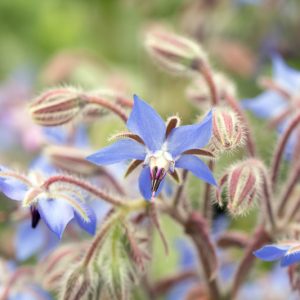 Borago Officinalis,  Borage, Cool Tankard, Talewort, Tailwort, Blue flowers