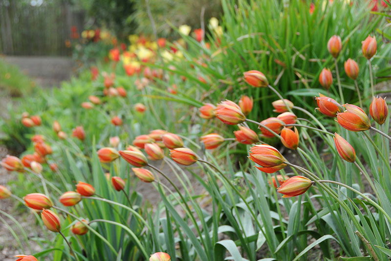 Botanical tulips open early, are close to the ground, and flower