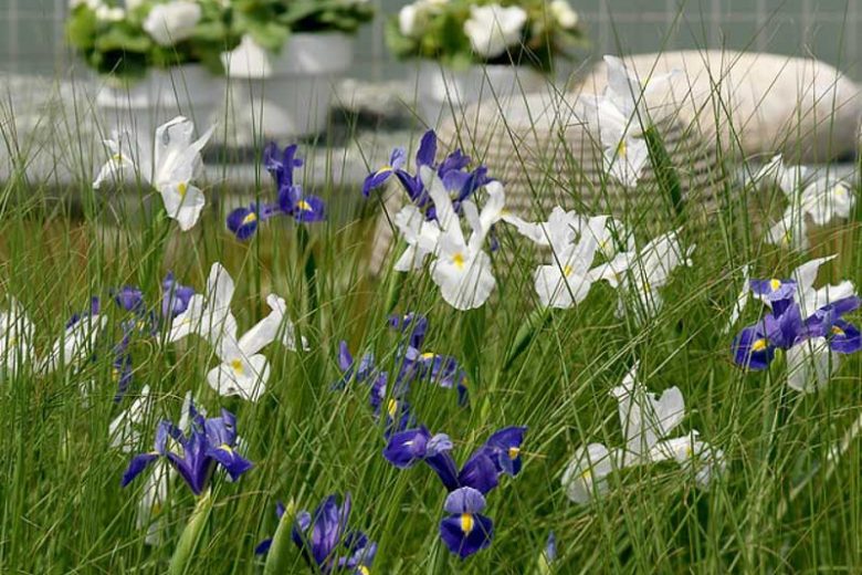 Iris Hollandica, Dutch Iris, Late spring blooms, Early summer blooms, Iris Professor Blaauw, Iris Casablanca,Blue Iris, Purple Iris, White Iris