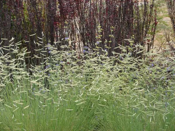 Bouteloua gracilis, Blue Grama, Blue Grama Grass, Mosquito Grass, Ornamental Grass, Perennial grass, Drought tolerant grass