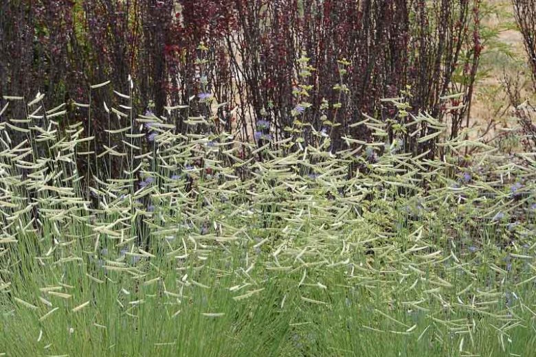 Bouteloua gracilis, Blue Grama, Blue Grama Grass, Mosquito Grass, Ornamental Grass, Perennial grass, Drought tolerant grass