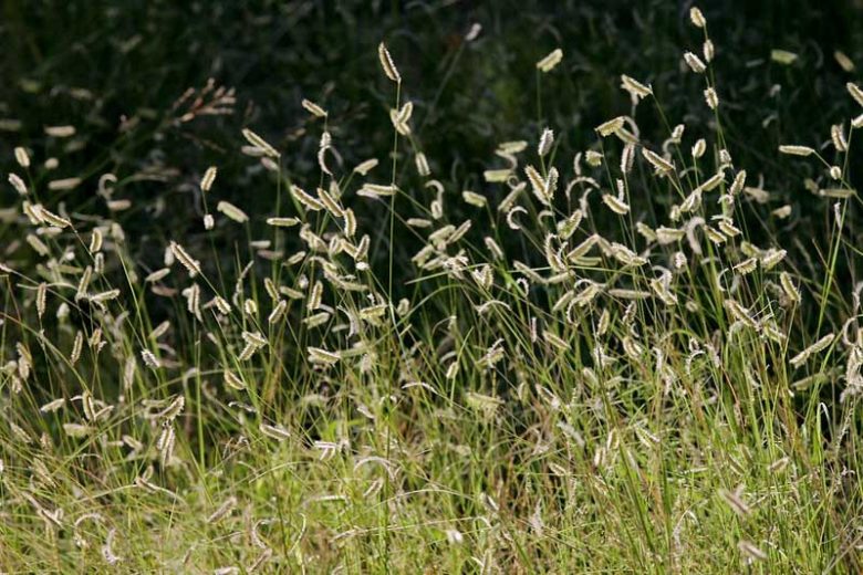 Bouteloua hirsuta, Hairy Grama, Ornamental Grass, Perennial grass, Drought tolerant grass