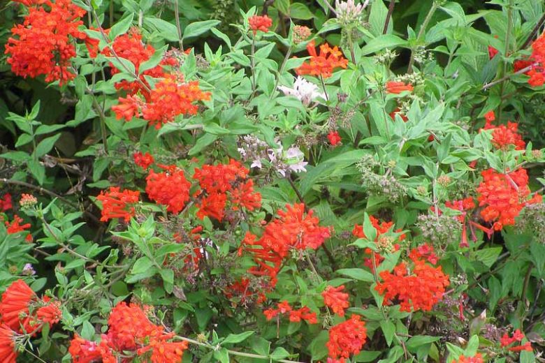 Bouvardia ternifolia, Scarlet Bouvardia, Firecracker Bush, Trompetilla, Clavillo, Trumpet Flower, Scarlet Hummingbird Flower, Red Flowers