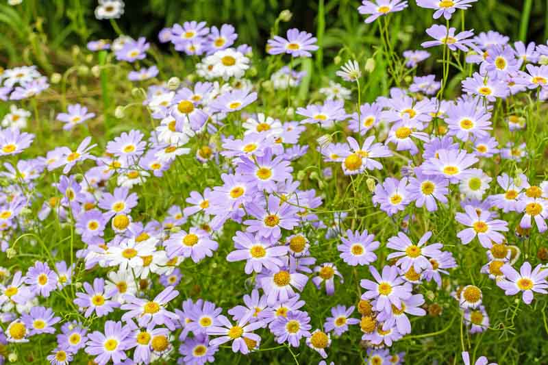 Swan River Daisy: Easy-Care Tips for Vibrant Blooms!