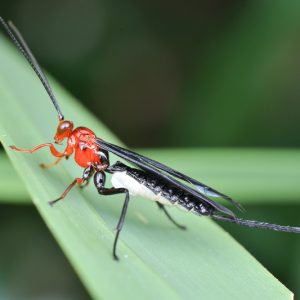 Braconid Wasp, Braconidae Family