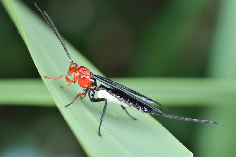 Braconid Wasp, Braconidae Family