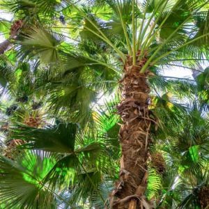Brahea edulis, Guadalupe Palm, Palma de Guadalupe, Drought tolerant tree, Tropical Plant, Palm Tree, Blue Palm Tree, Blue Palms