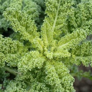 Kale, Curly Kale, Lacinato Kale, Tuscan Kale, Dinosaur Kale, Black Kale, Red Russian Kale, Redbor Kale, Siberian Kale, Ornamental Kale