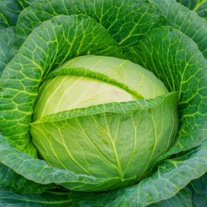 Brassica oleracea Capitata, Cabbage, Green Cabbage, Red Cabbage,  Dutch Cabbage, White Cabbage, Purple Cabbage, Savoy Cabbage,  Brassica oleracea var. capitata