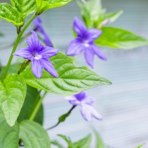 Browallia speciosa, Sapphire Flower, Amethyst Flower, Browallia, Bush Violet, Lovely Browallia